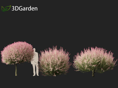 Salix integra Hakuro-nishiki - Dappled Japanese willow 3D Model