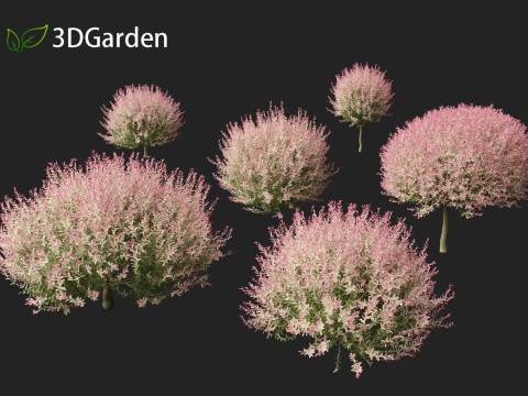 Salix integra Hakuro-nishiki - Dappled Japanese willow 3D-Modell