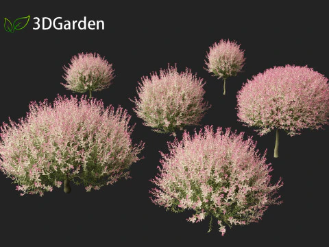 Salix integra Hakuro-nishiki - Dappled Japanese willow 3D Model