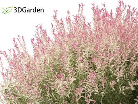 Salix integra Hakuro-nishiki - Dappled Japanese willow 3D-Modell