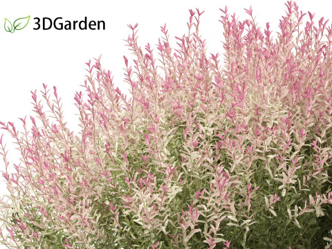 Salix integra Hakuro-nishiki - Dappled Japanese willow 3D Model