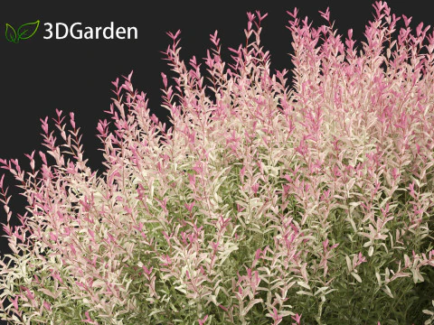 Salix integra Hakuro-nishiki - Dappled Japanese willow 3D Model