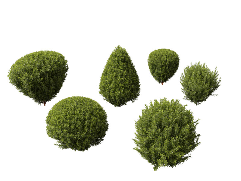 Thuja occidentalis Teddy - Northern white-cedar Modelo 3D .c4d .max .obj .3ds .fbx .stl .blend 