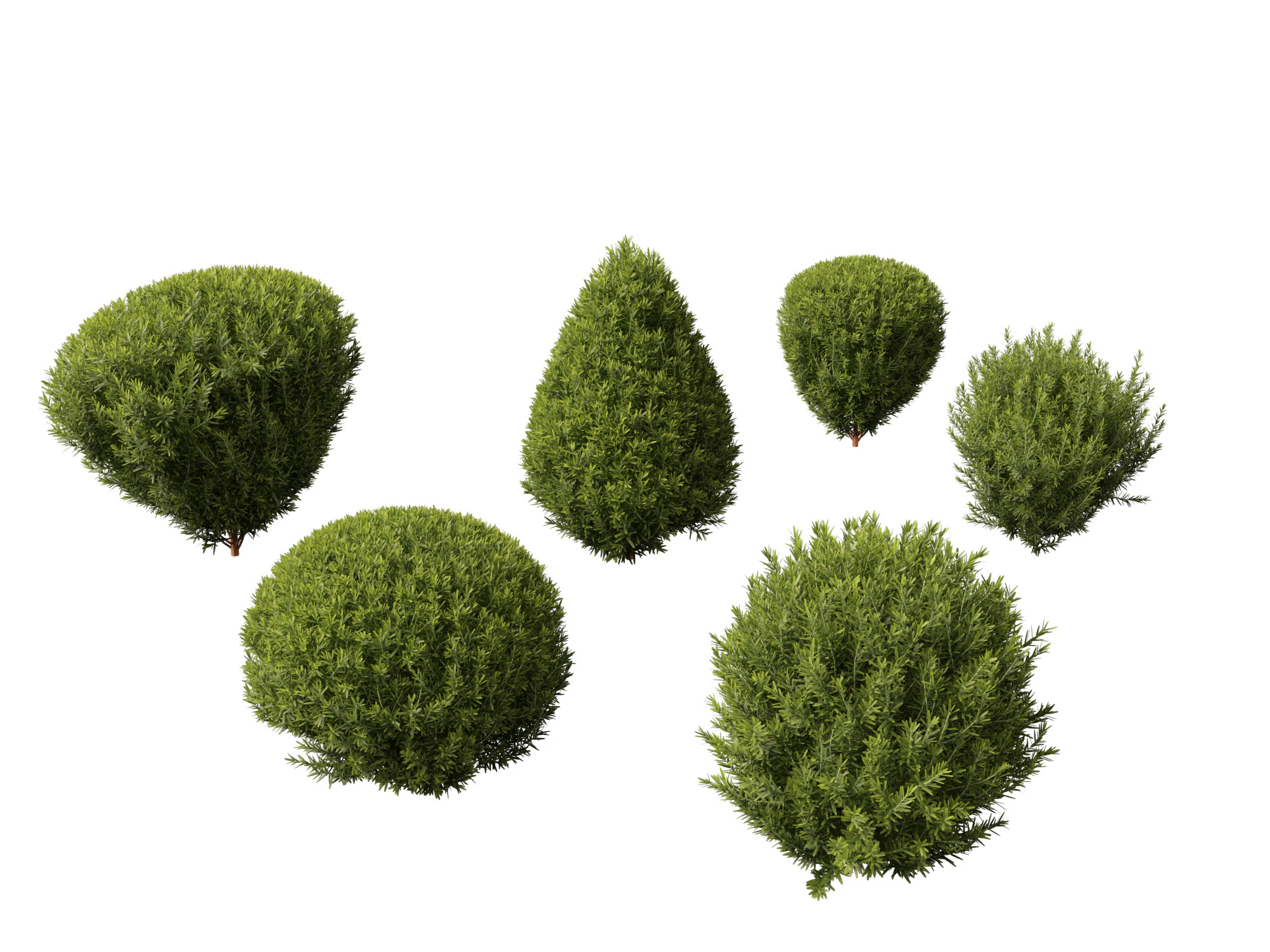Thuja occidentalis Teddy - Cedro branco do norte Modelo 3D .c4d .max .obj .3ds .fbx .stl .blend