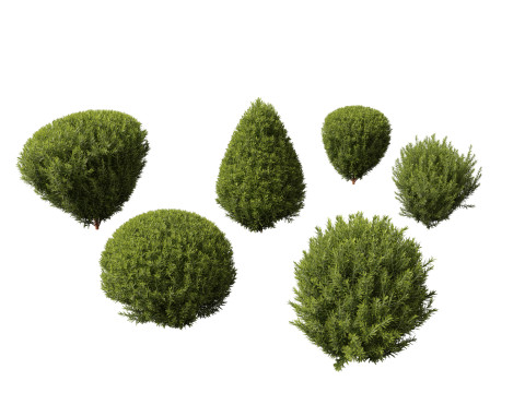 Thuja occidentalis Teddy - Northern white-cedar 3D Model