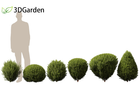 Thuja occidentalis Teddy - Northern white-cedar Modelo 3D
