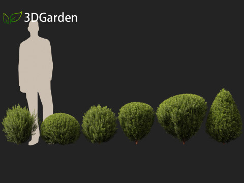 Thuja occidentalis Teddy - Northern white-cedar Modelo 3D