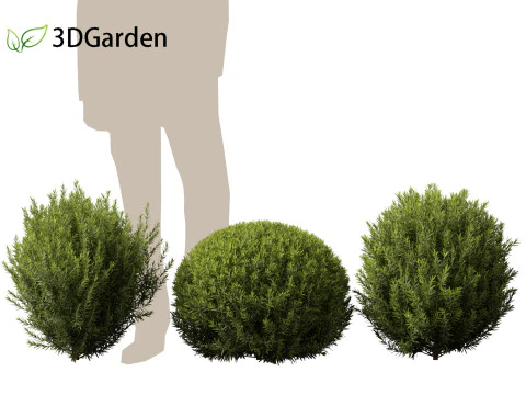 Thuja occidentalis Teddy - Cedro branco do norte Modelo 3D
