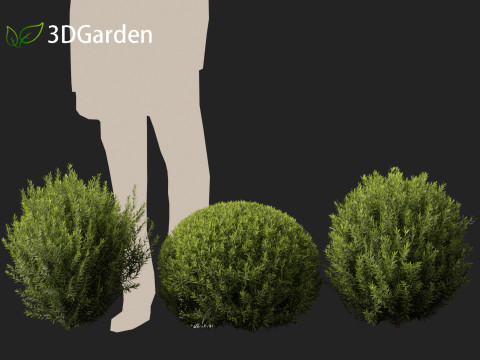 Thuja occidentalis Teddy - Northern white-cedar Modelo 3D