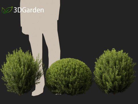 Thuja occidentalis Teddy - Cedro branco do norte Modelo 3D