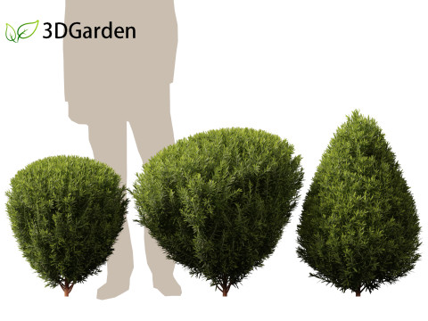 Thuja occidentalis Teddy - Northern white-cedar Modelo 3D