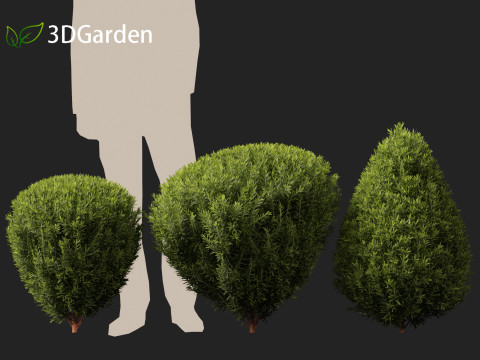 Thuja occidentalis Teddy - Northern white-cedar Modelo 3D