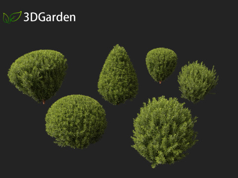 Thuja occidentalis Teddy - Northern white-cedar Modelo 3D
