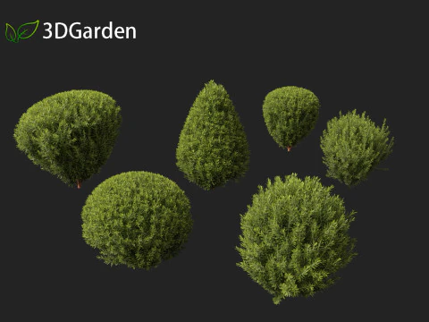 Thuja occidentalis Teddy - Cedro branco do norte Modelo 3D