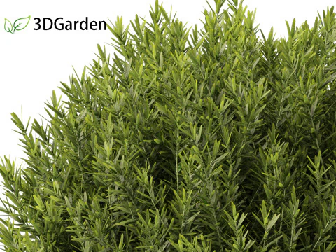 Thuja occidentalis Teddy - Cedro branco do norte Modelo 3D