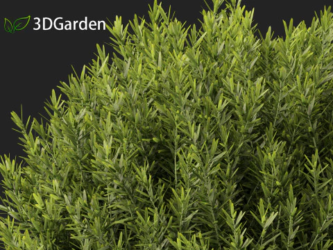 Thuja occidentalis Teddy - Cedro branco do norte Modelo 3D