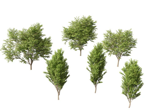 Zelkova serrata Green Vase - Japanese Elm 3D Model