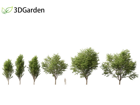 Zelkova serrata Green Vase - Japanese Elm Model 3D
