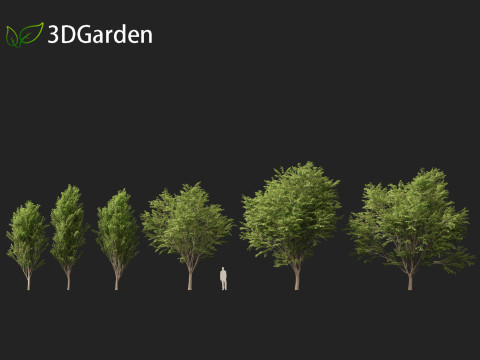 Zelkova serrata Green Vase - Japanese Elm Model 3D
