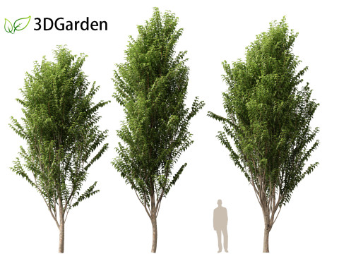 Zelkova serrata Green Vase - Japanese Elm Model 3D
