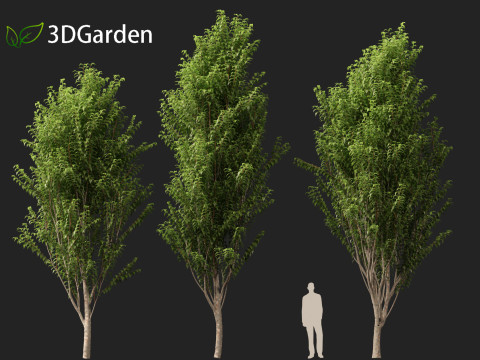 Zelkova serrata Green Vase - Japanese Elm Model 3D
