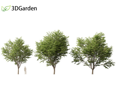 Zelkova serrata Green Vase - Japanese Elm Model 3D