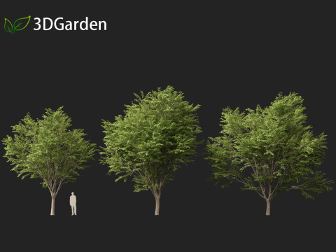 Zelkova serrata Green Vase - Japanese Elm Model 3D