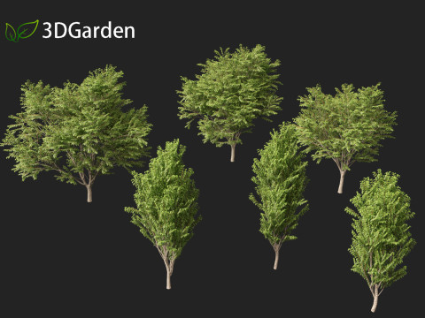Zelkova serrata Green Vase - Japanese Elm Model 3D