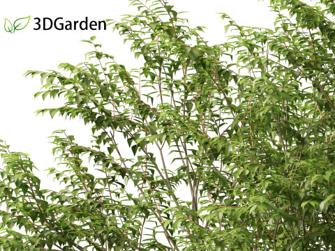 Zelkova serrata Green Vase - Japanese Elm Model 3D