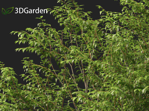 Zelkova serrata Green Vase - Japanese Elm Model 3D