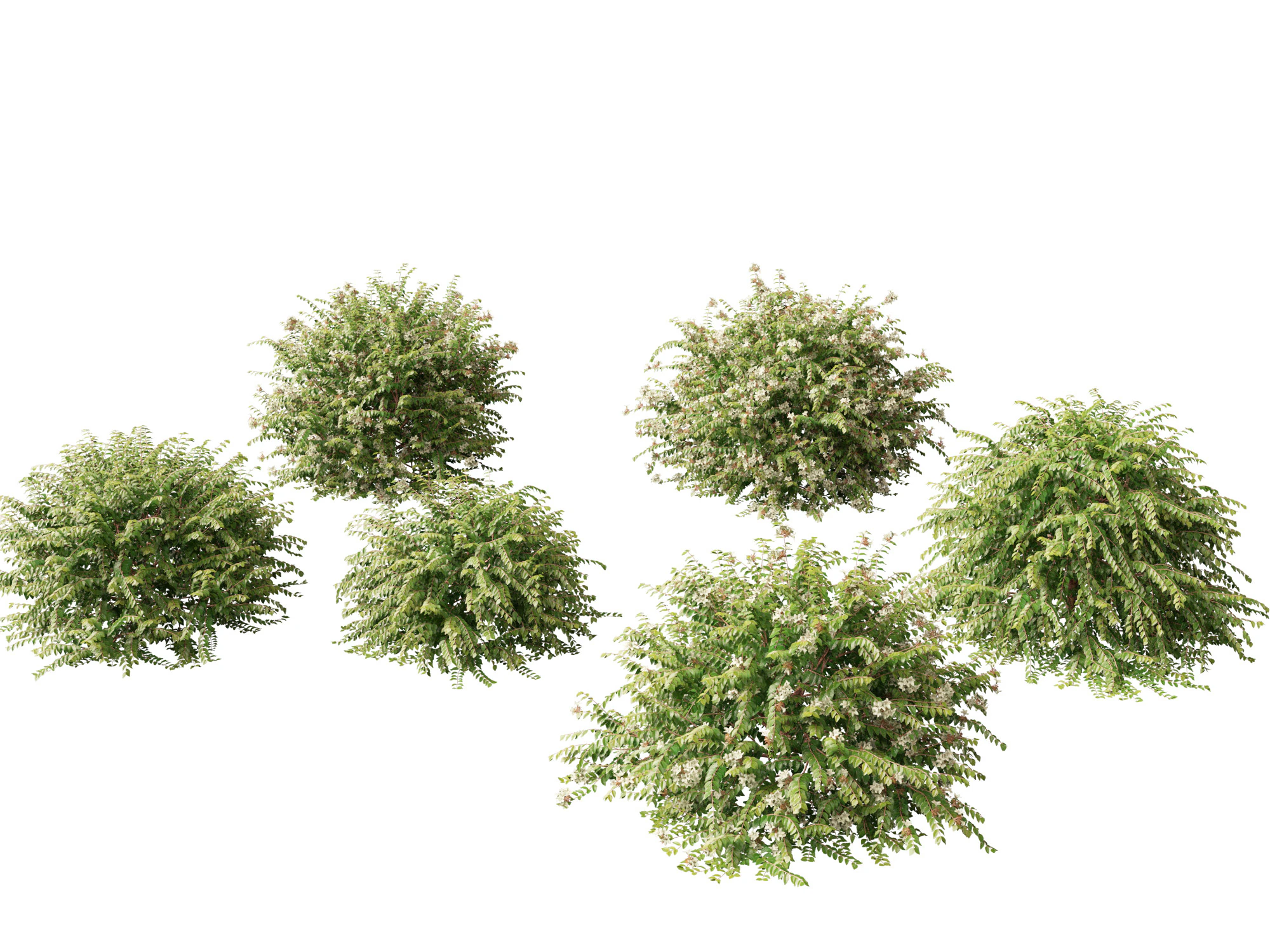 Abelia x grandiflora - Glossy abelia 3D Model .c4d .max .obj .3ds .fbx .stl .blend 
