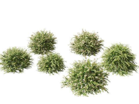 Abelia x grandiflora - Glossy abelia 3D Model