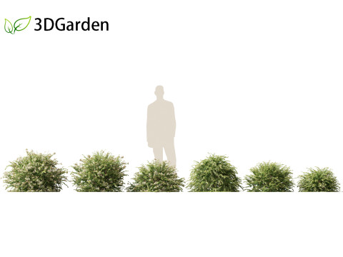 Abelia x grandiflora - Glossy abelia 3D Model