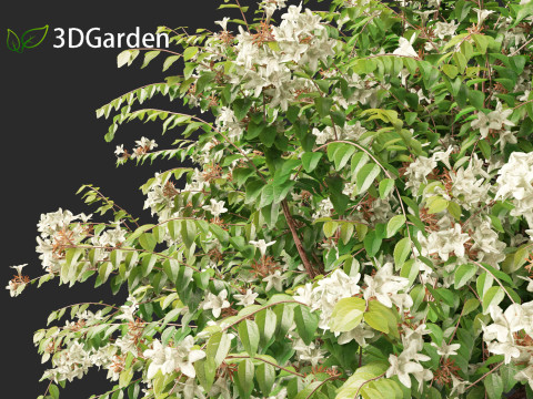 Abelia x grandiflora - Glossy abelia 3D Model