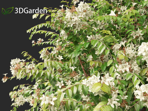Abelia x grandiflora - Glossy abelia 3D Model