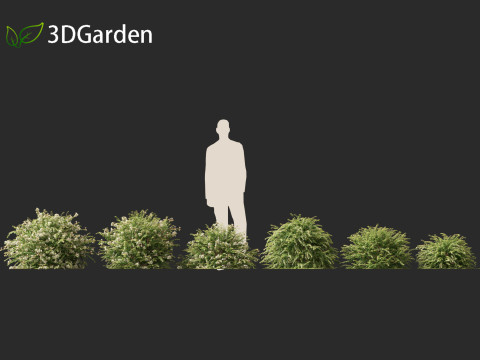 Abelia x grandiflora - Glossy abelia 3D Model