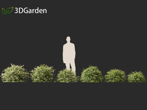 Abelia x grandiflora - Glossy abelia 3D Model