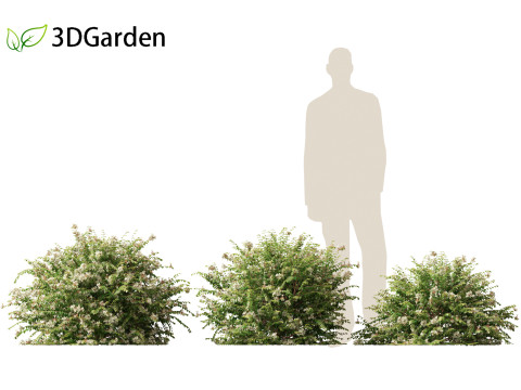 Abelia x grandiflora - Glossy abelia 3D Model
