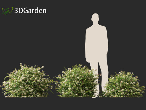Abelia x grandiflora - Glossy abelia 3D Model