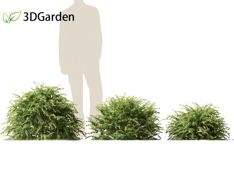 Abelia x grandiflora - Glossy abelia 3D Model