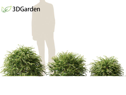 Abelia x grandiflora - Glossy abelia 3D Model
