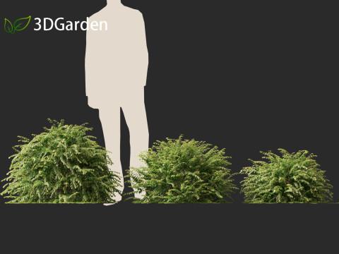 Abelia x grandiflora - Glossy abelia 3D Model