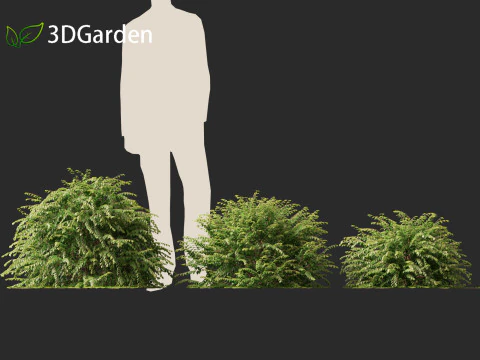 Abelia x grandiflora - Glossy abelia 3D Model