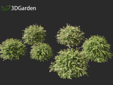 Abelia x grandiflora - Glossy abelia 3D Model