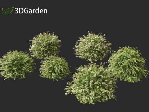 Abelia x grandiflora - Glossy abelia 3D Model