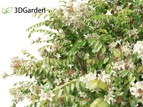 Abelia x grandiflora - Glossy abelia 3D Model