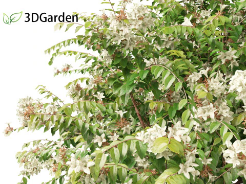 Abelia x grandiflora - Glossy abelia 3D Model