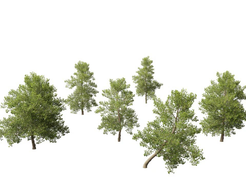 Alnus glutinosa - Black alder 3D Model