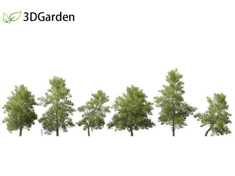 Alnus glutinosa - Black alder Model 3D