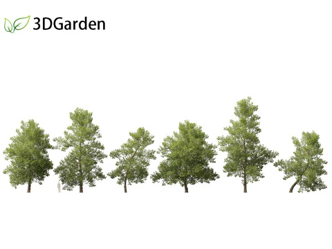 Alnus glutinosa - Black alder 3D Model